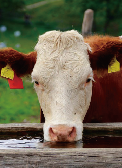 LIVESTOCK
